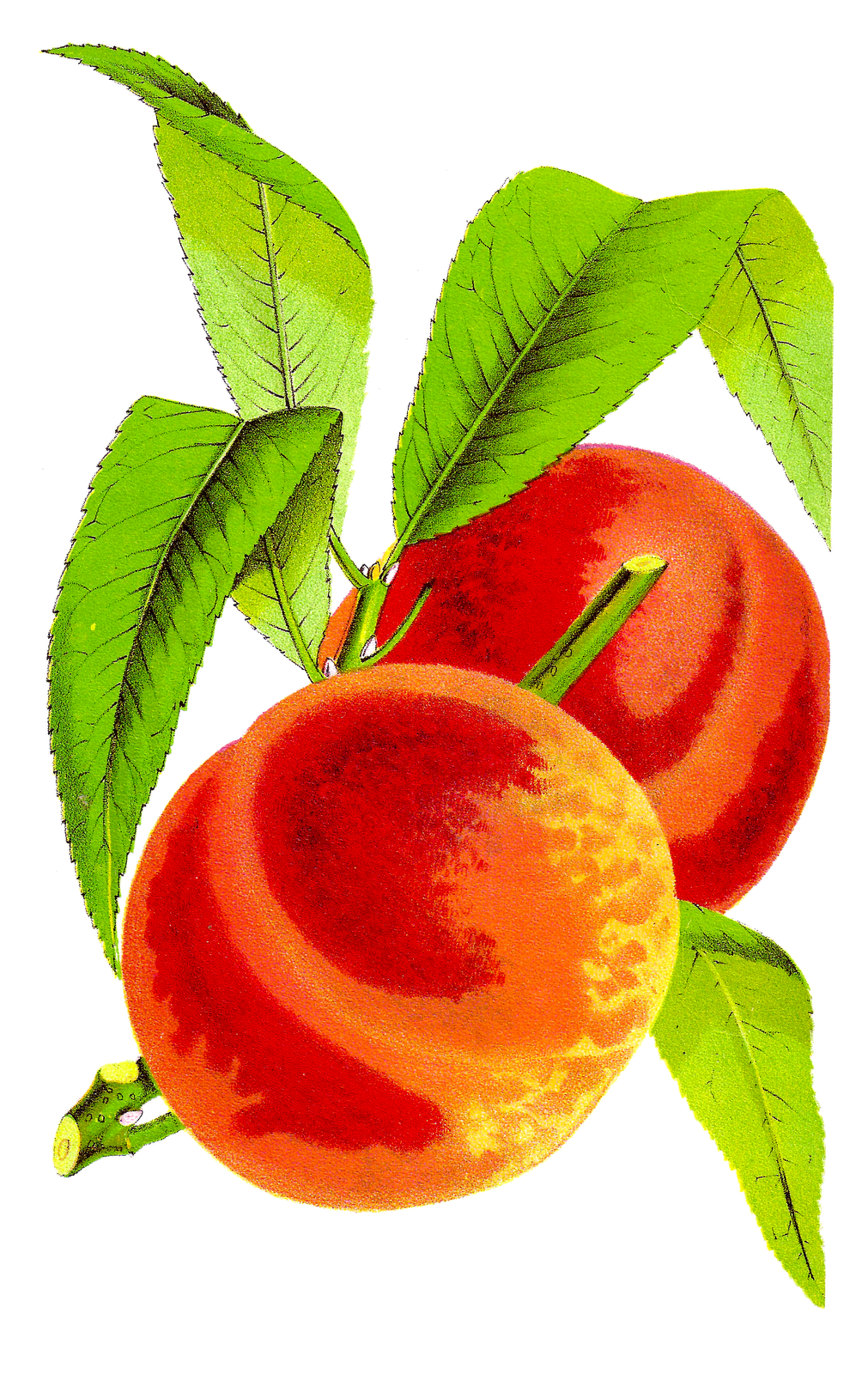Free Peaches Cliparts, Download Free Peaches Cliparts png images, Free