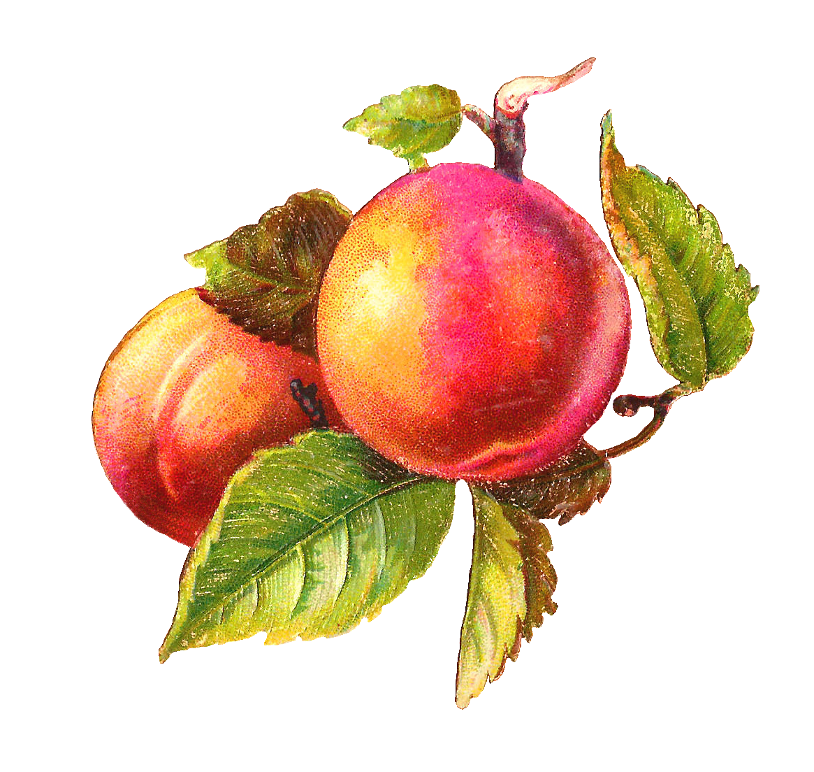 Free Peaches Cliparts, Download Free Peaches Cliparts png images, Free