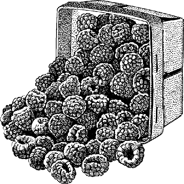 Raspberry Clip Art Black And White