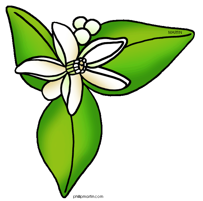 orange blossom flower cartoon Clip Art Library