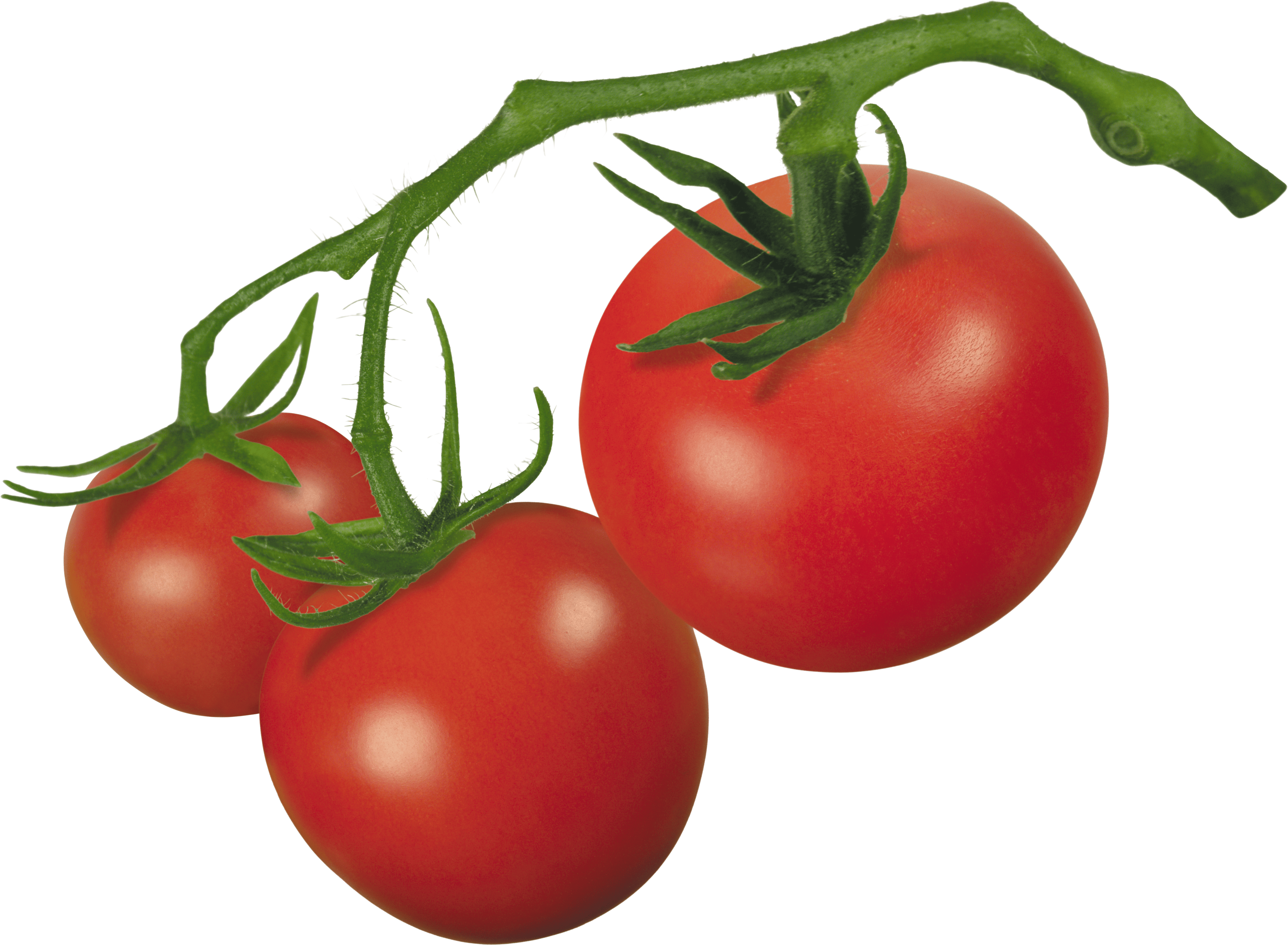 Free Tomatos Cliparts, Download Free Tomatos Cliparts png images, Free