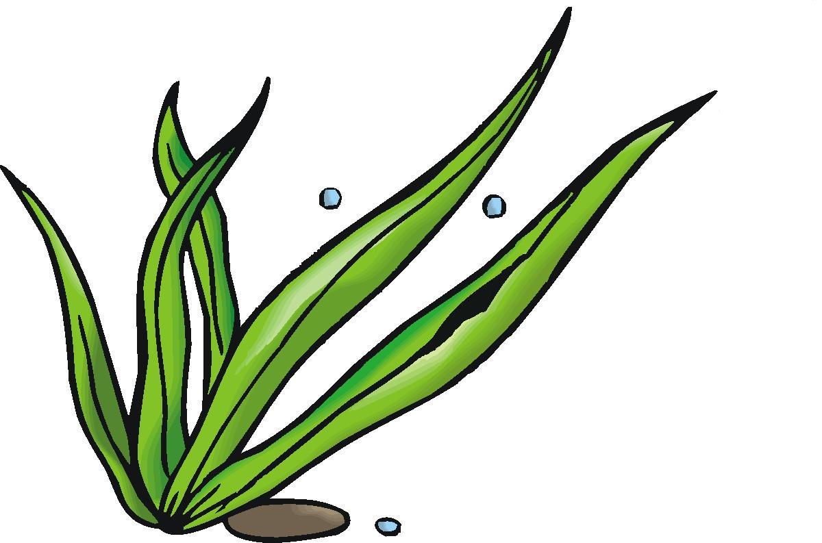 Free Weeds Cliparts, Download Free Weeds Cliparts png images, Free