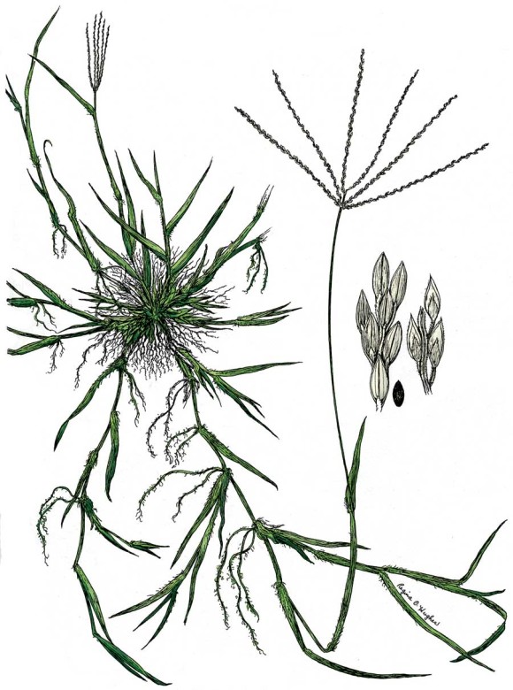 Free Weeds Cliparts, Download Free Weeds Cliparts png images, Free