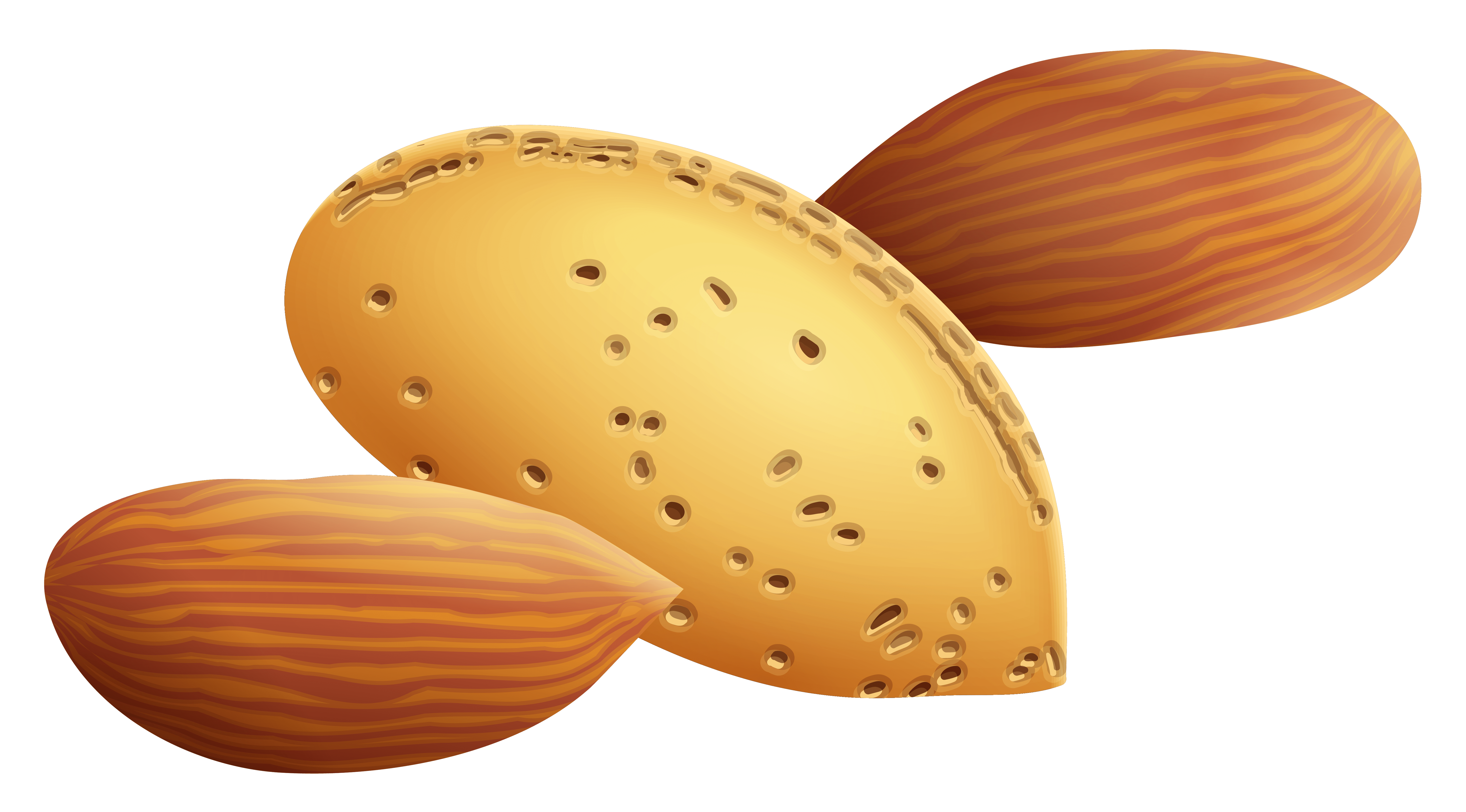 Free Nuts Cliparts, Download Free Nuts Cliparts png images, Free
