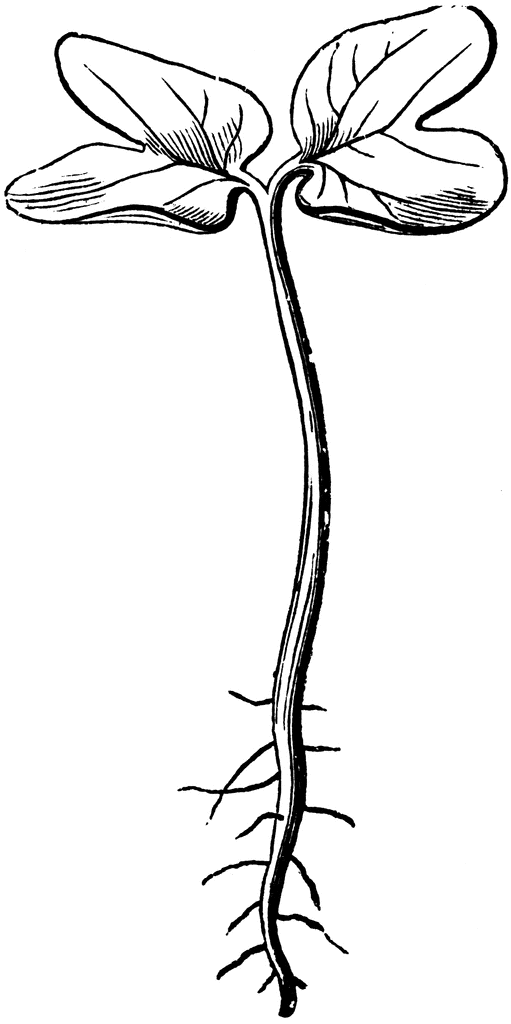 The Best 9 Seed Growing Clipart Black And White trendnumberzone