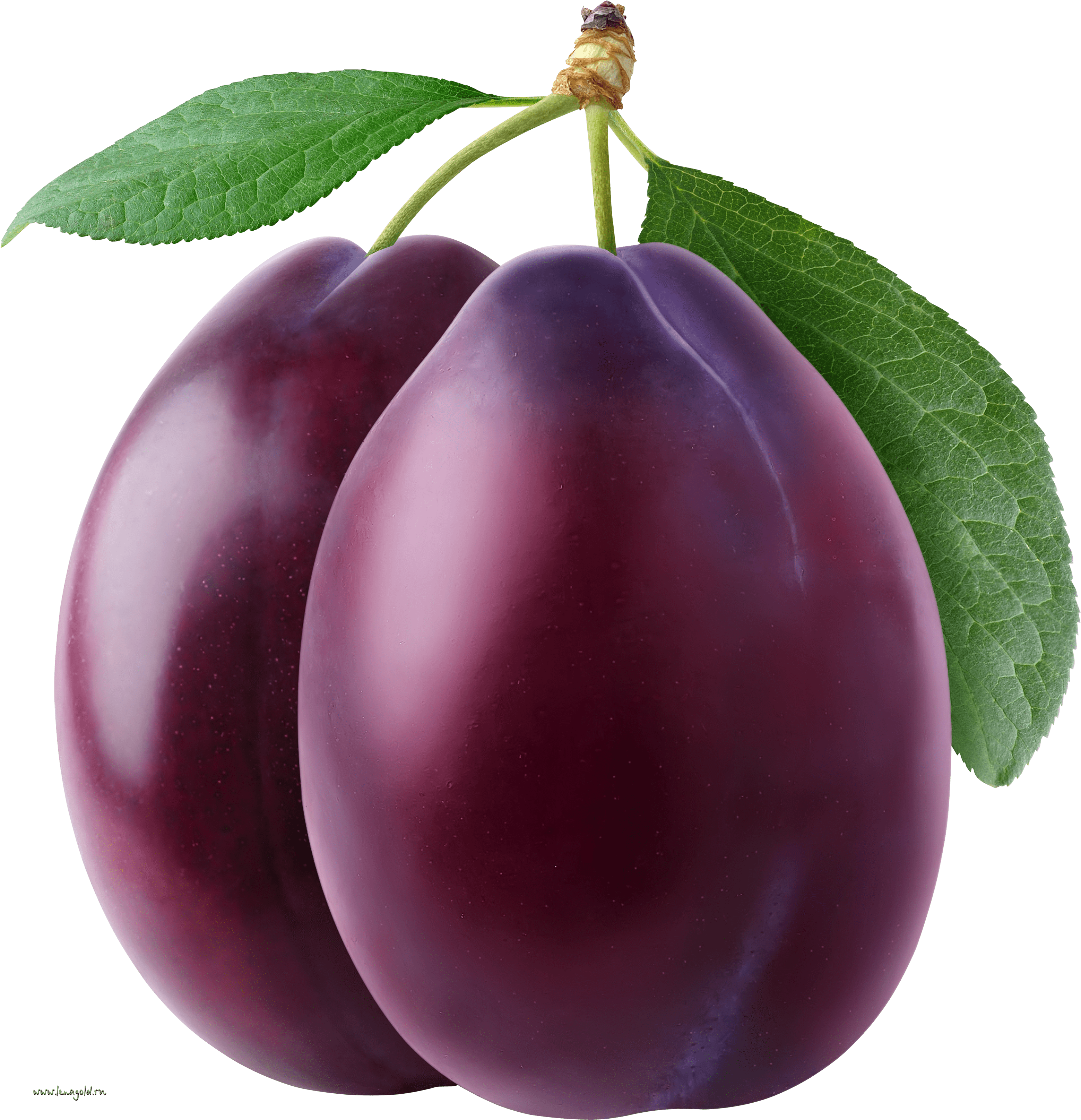 Free Plum Cliparts, Download Free Plum Cliparts png images, Free