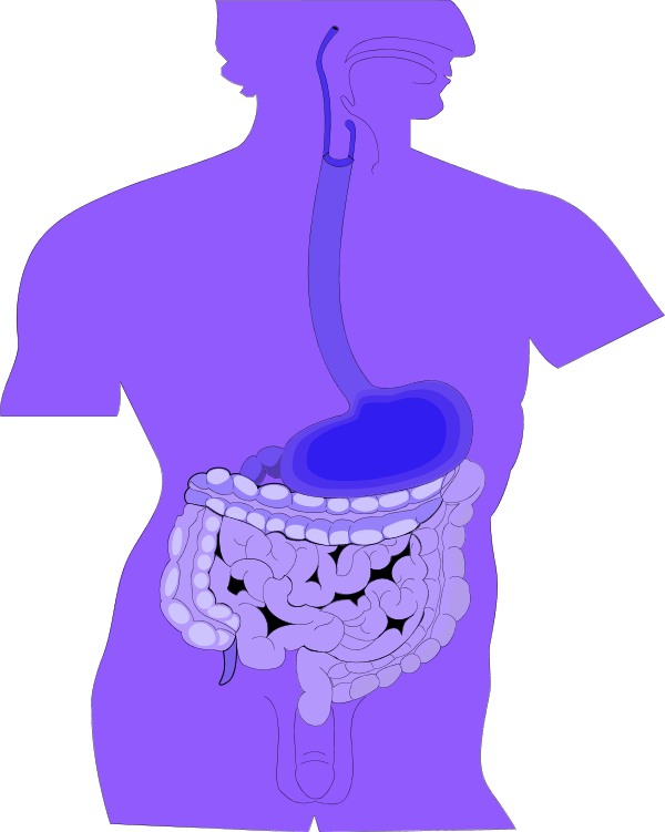 Free Digestive Cliparts, Download Free Clip Art, Free Clip Art on