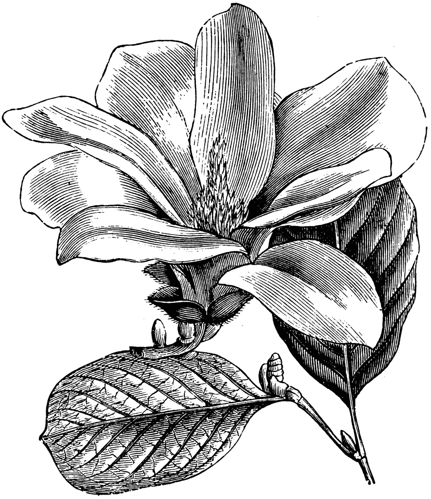 Free Magnolia Cliparts, Download Free Magnolia Cliparts png images