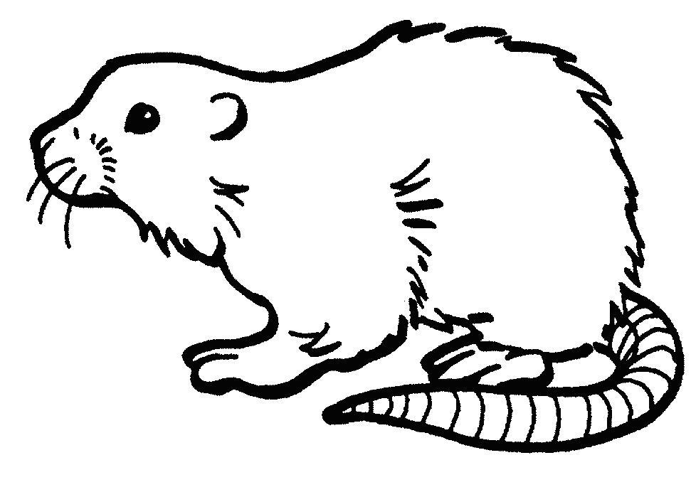 Free Muskrat Cliparts, Download Free Muskrat Cliparts png images, Free