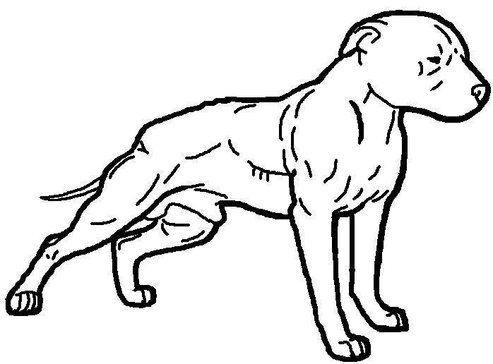 Free Pitbull Cliparts, Download Free Pitbull Cliparts png images, Free