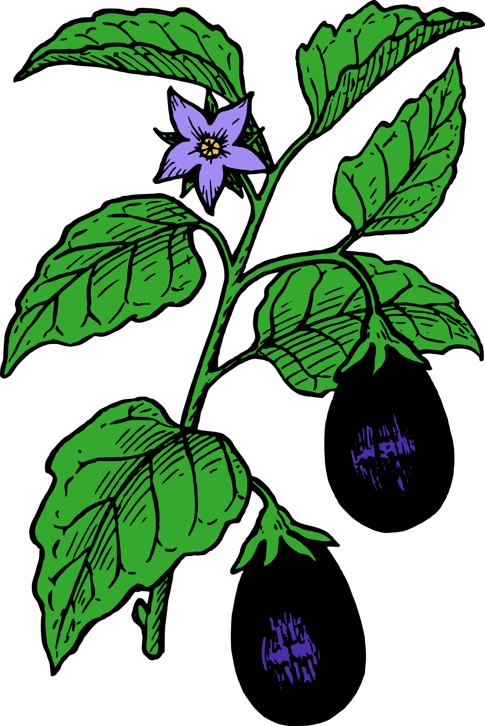 Free Eggplant Cliparts, Download Free Eggplant Cliparts png images