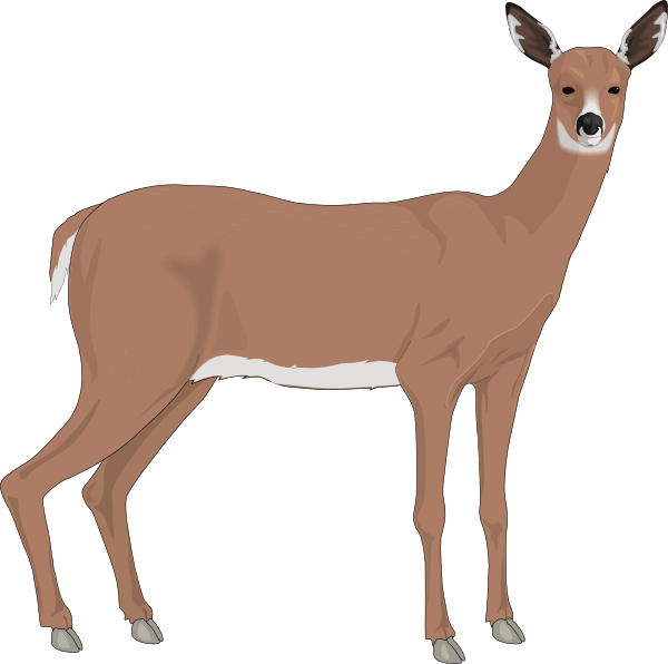 deer doe clip art Clip Art Library