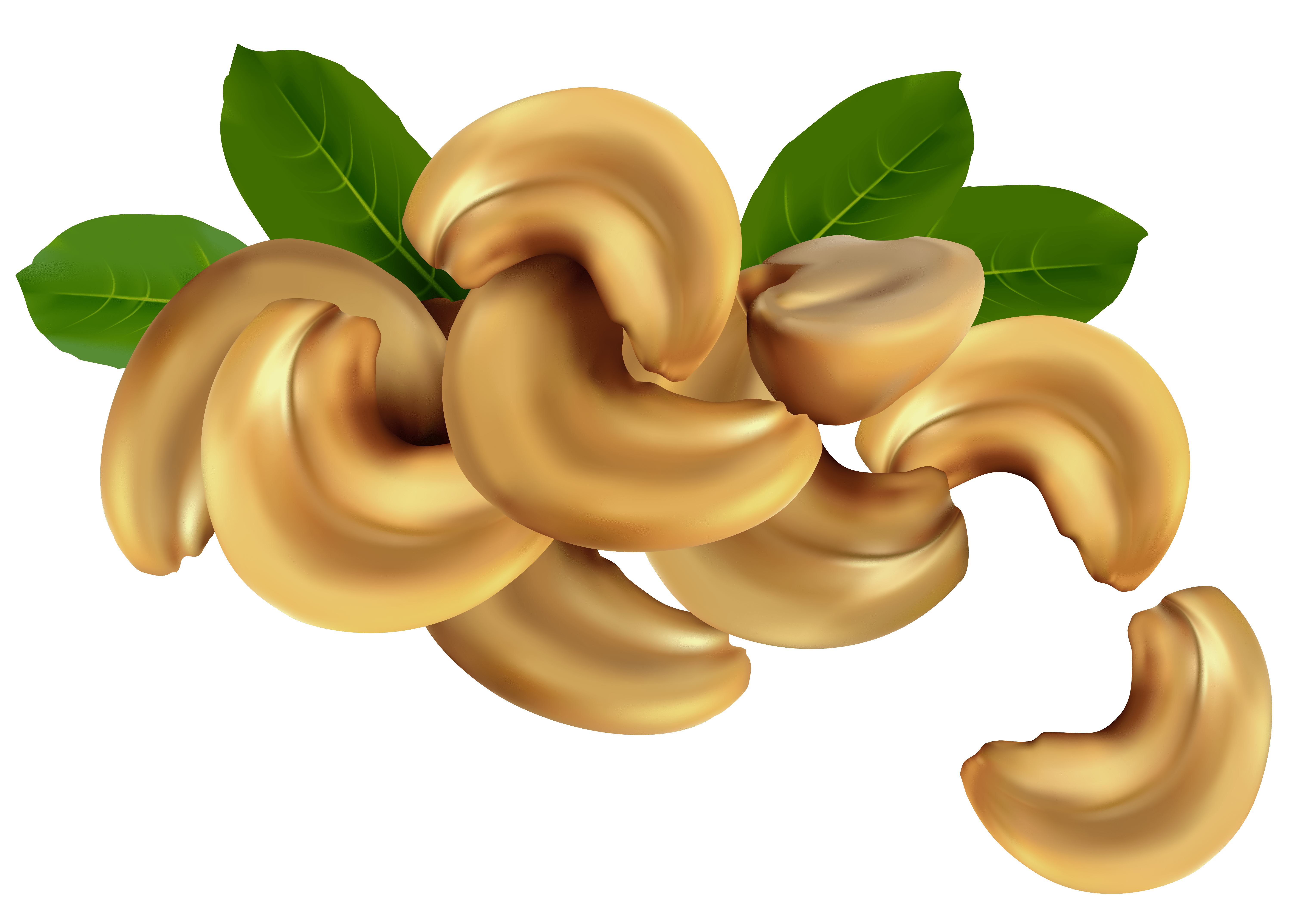 Free Nuts Cliparts, Download Free Nuts Cliparts png images, Free