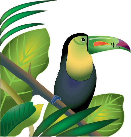 amazon rainforest animals clipart Clip Art Library