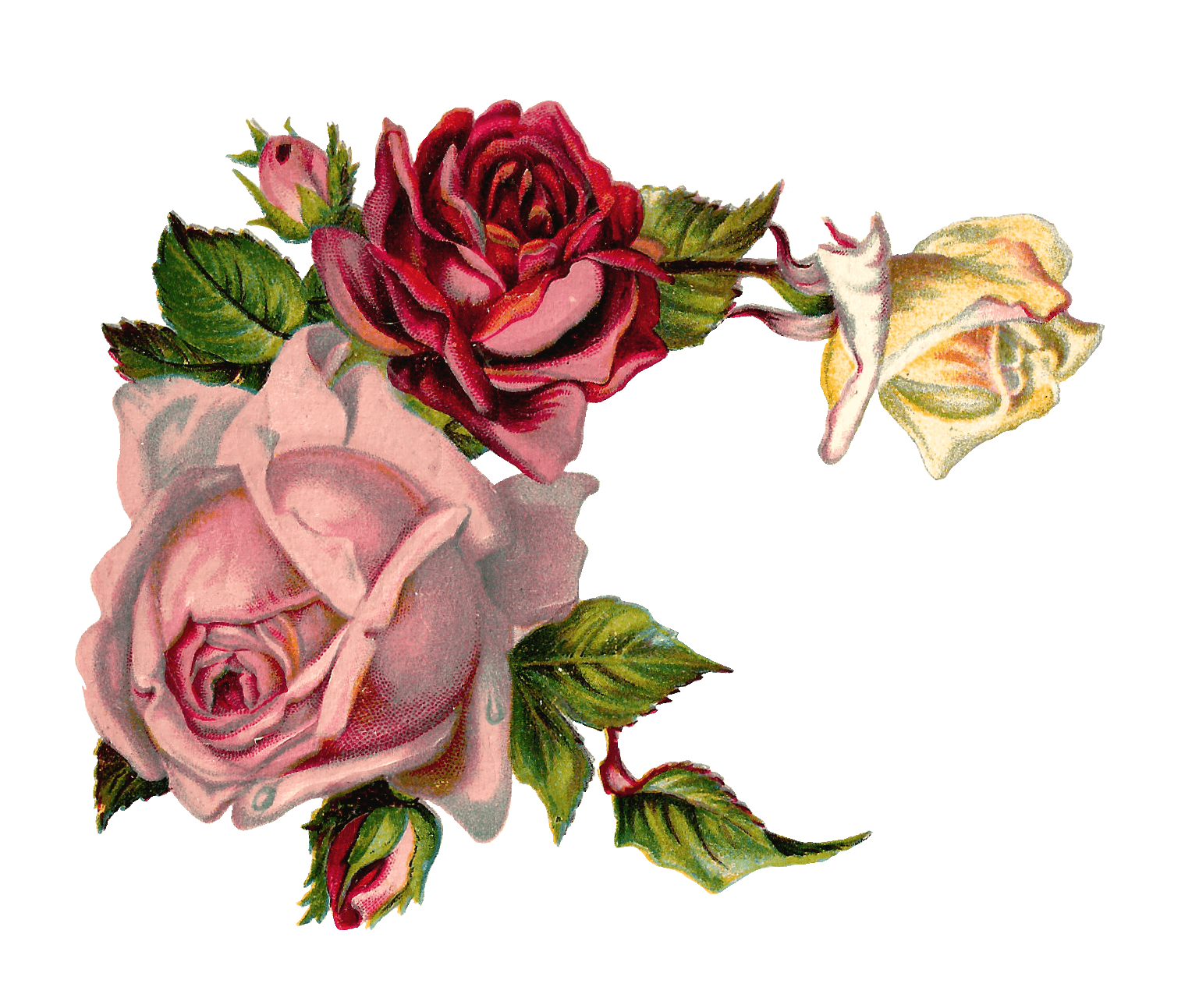 Free Winter Flowers Cliparts, Download Free Winter Flowers Cliparts png