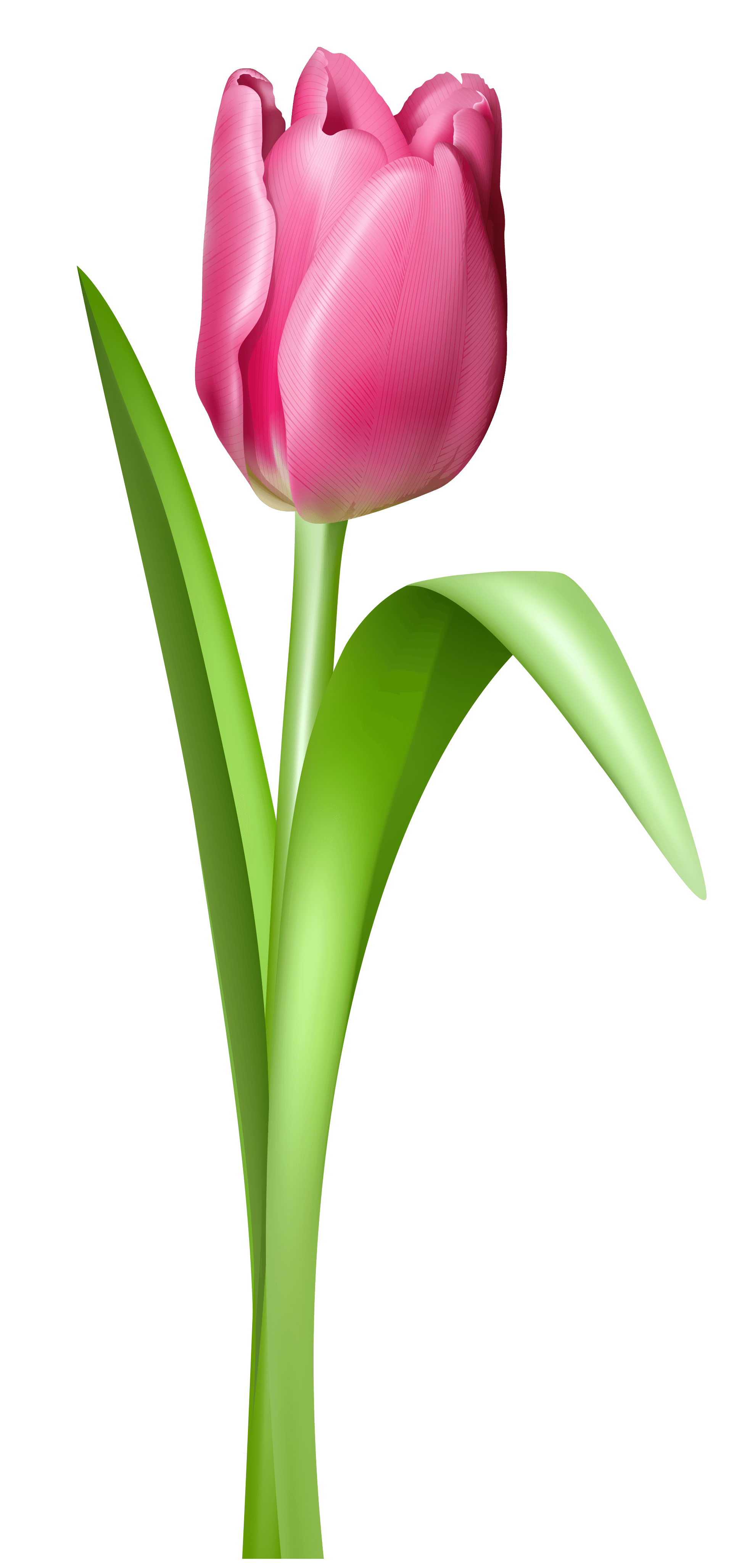 Free Cliparts Purple Tulips, Download Free Cliparts Purple Tulips png