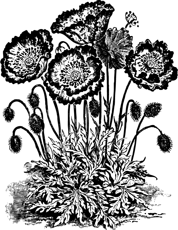 Free Vintage Gardening Cliparts, Download Free Vintage Gardening