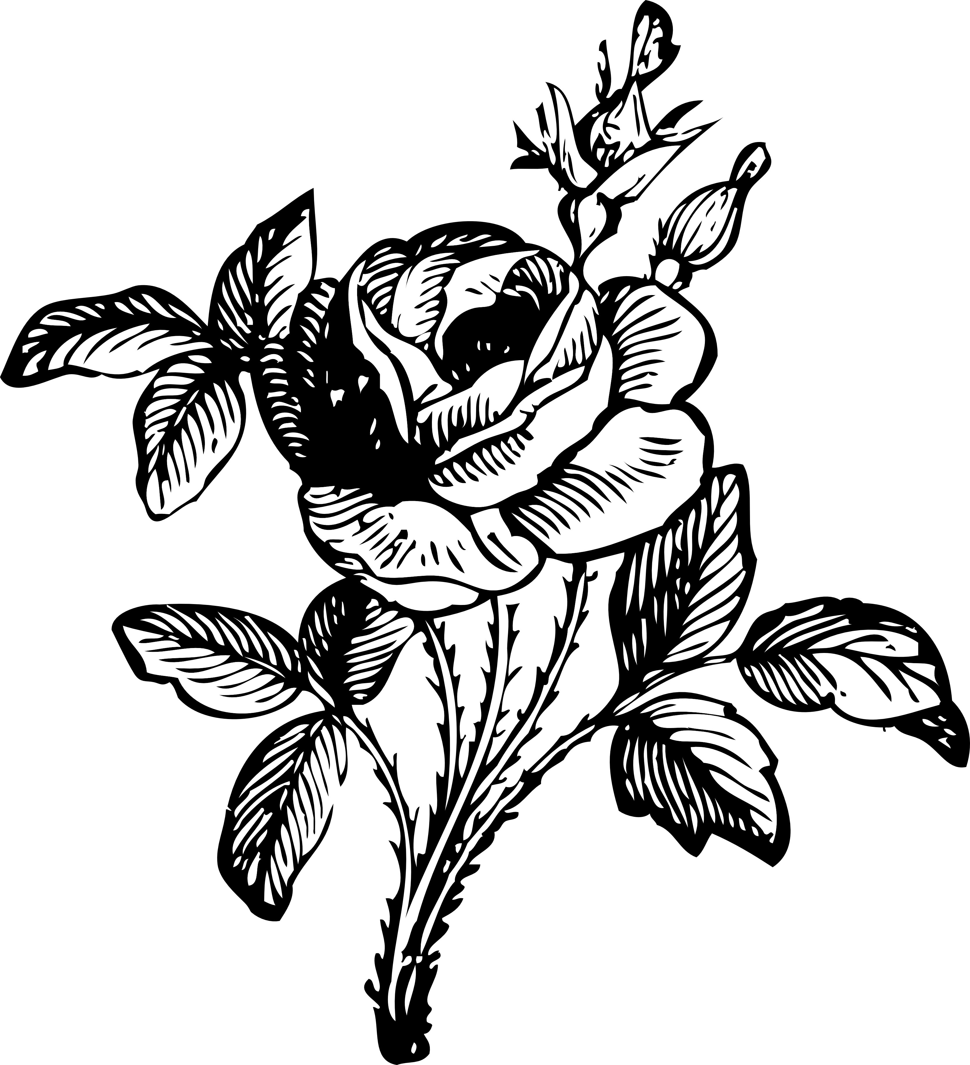 Free Rose Drawings Cliparts, Download Free Rose Drawings Cliparts png