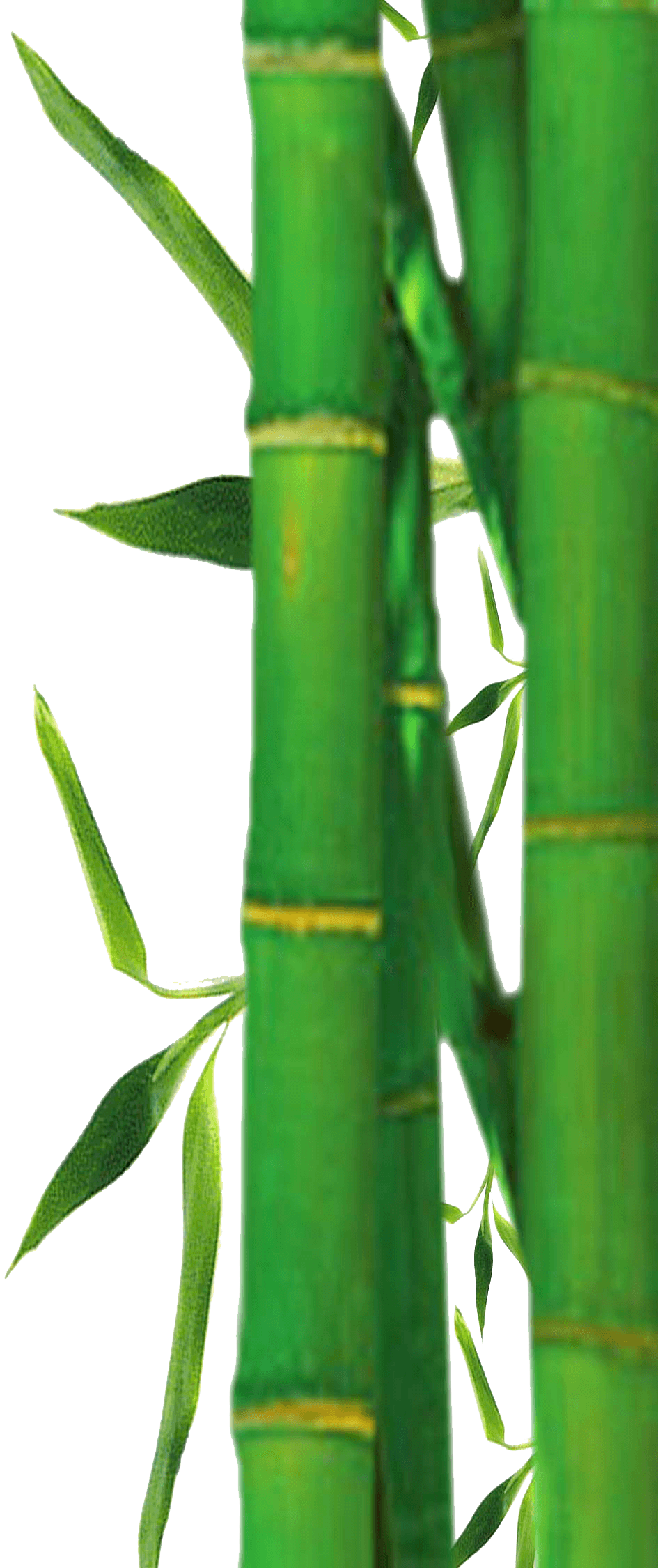 clipart bamboo png Clip Art Library