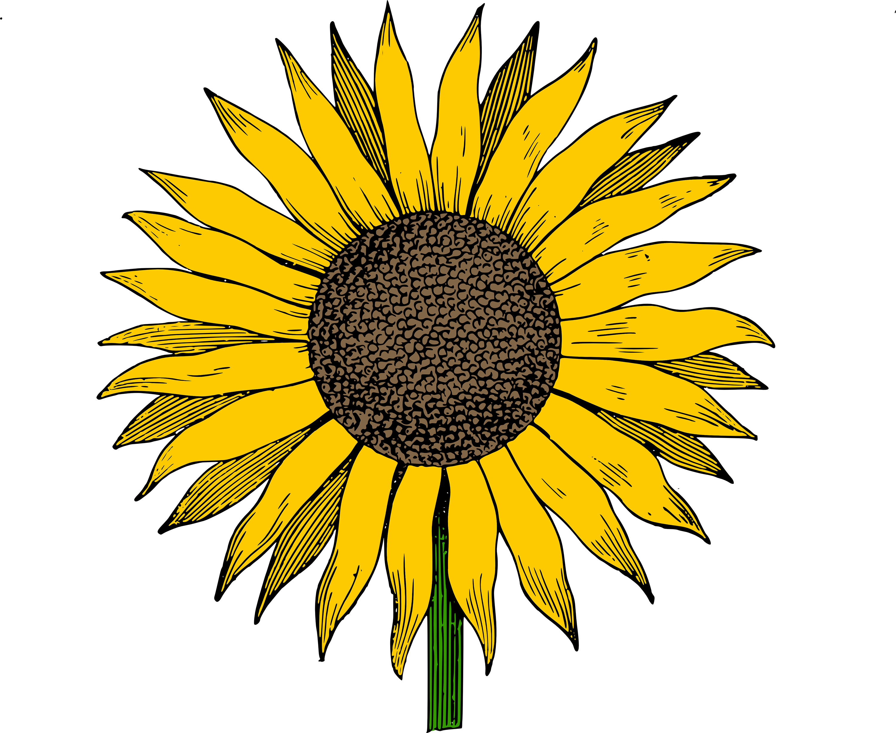 clipart sunflower Clip Art Library