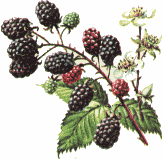 blackberry clip art Clip Art Library