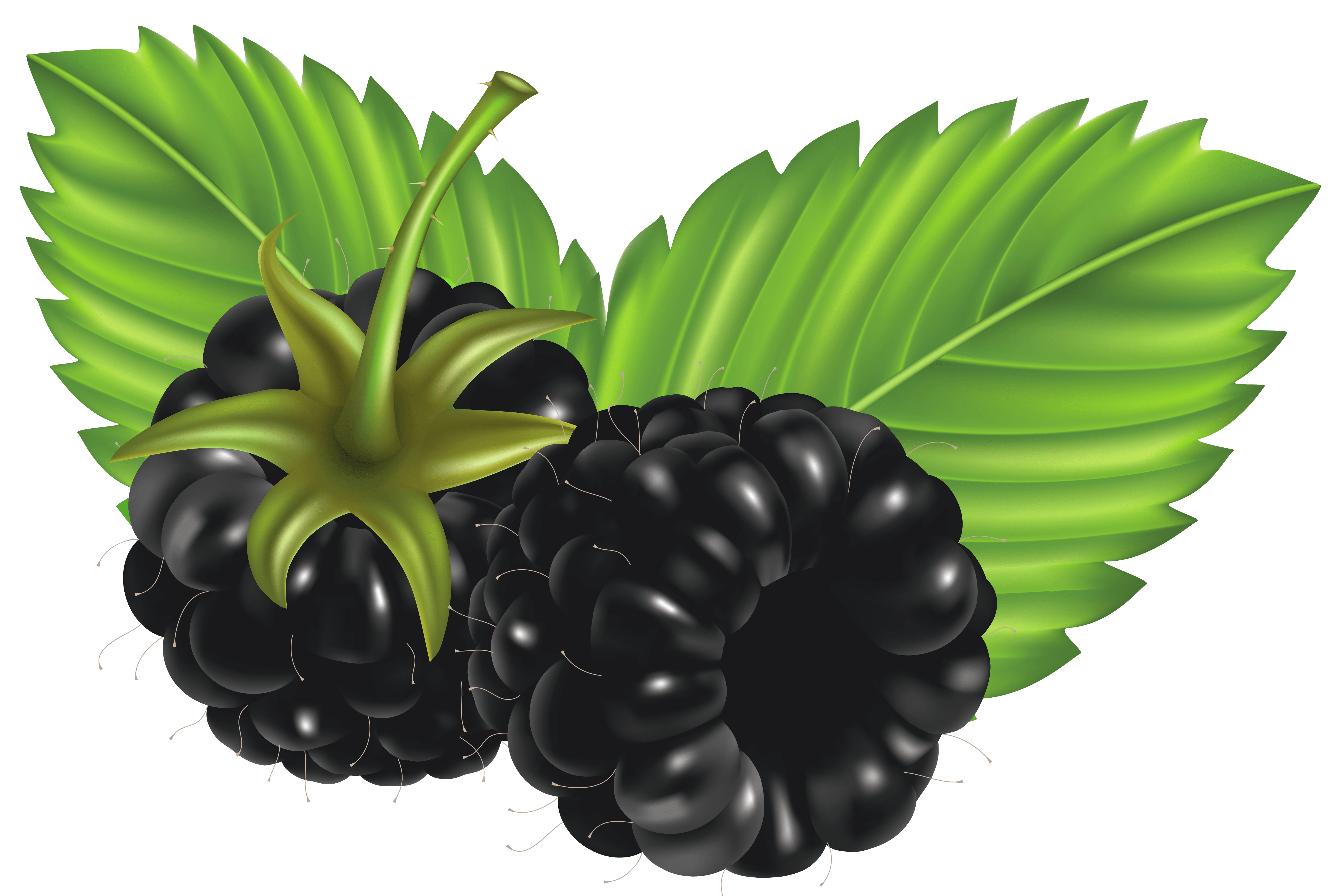 blackberries clipart Clip Art Library