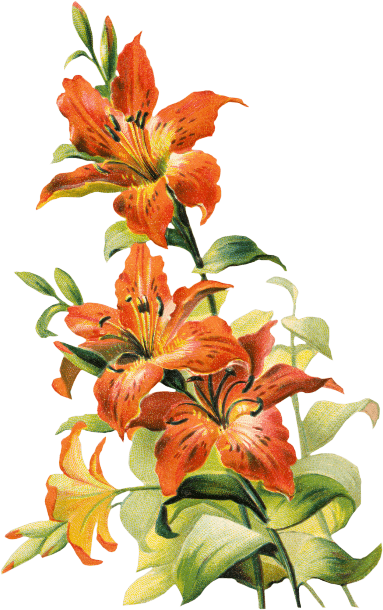 tiger lily flower art Clip Art Library