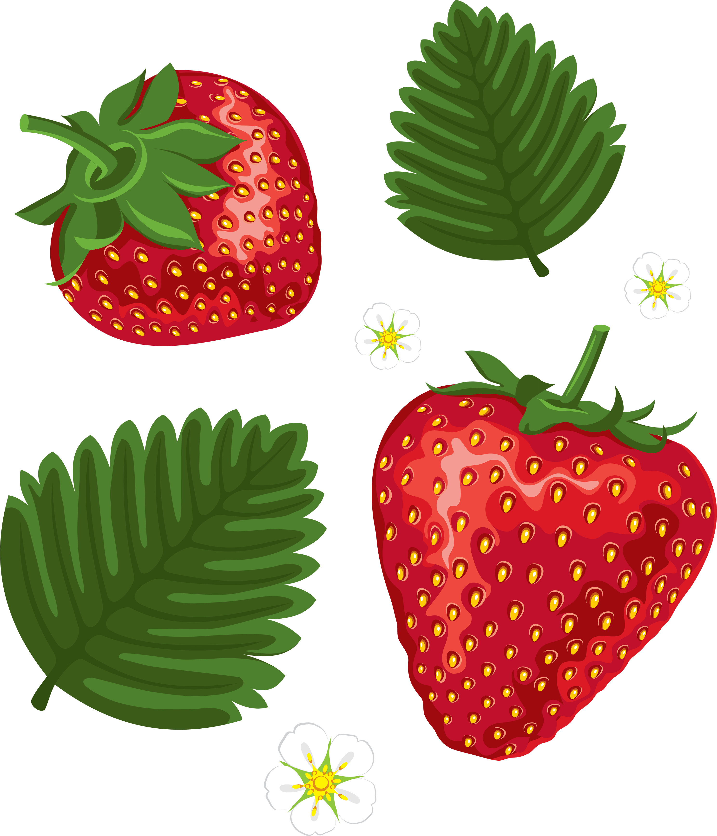 strawberry leaves outline clipart Clip Art Library
