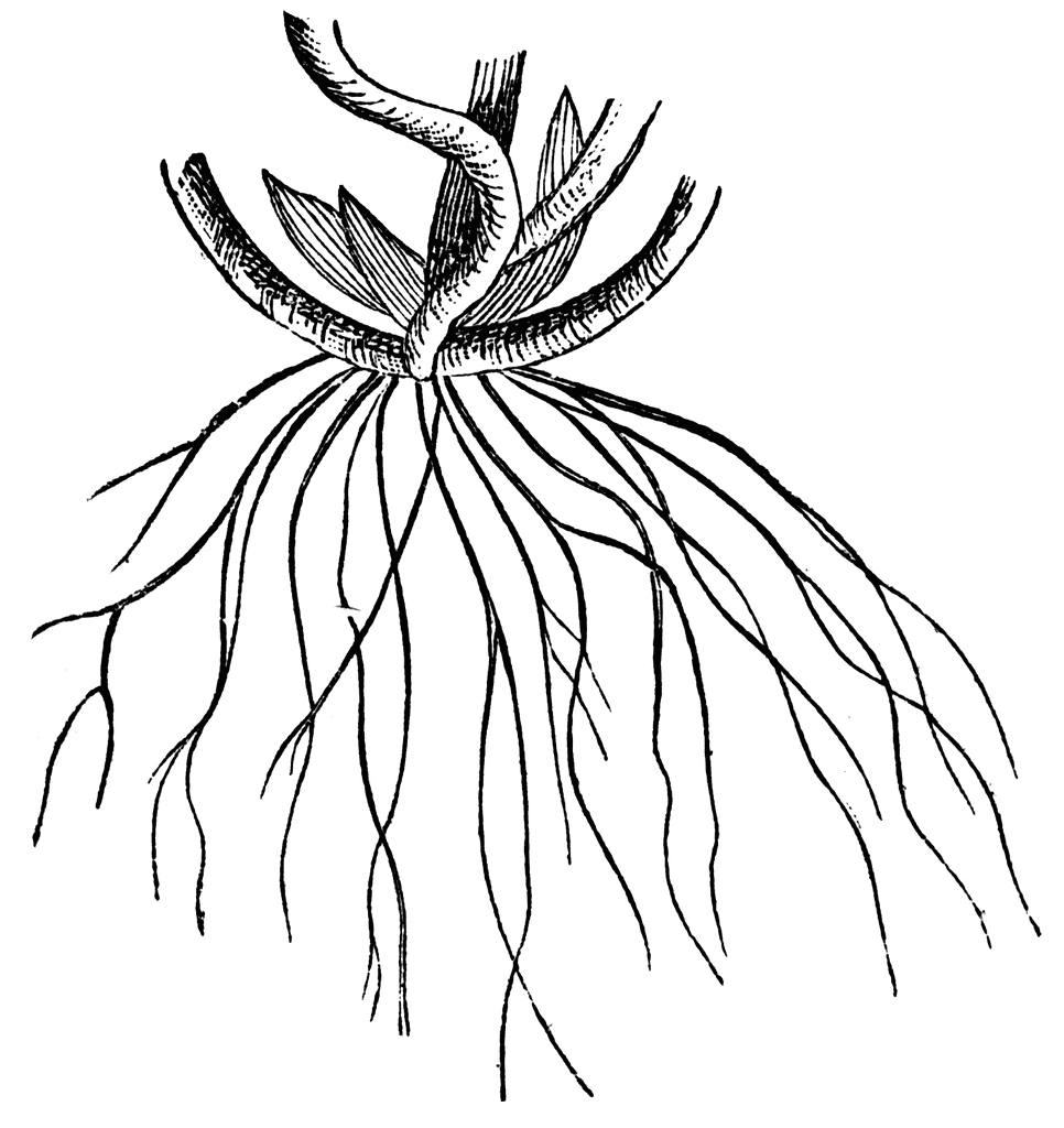 Free Flower Roots Cliparts, Download Free Flower Roots Cliparts png