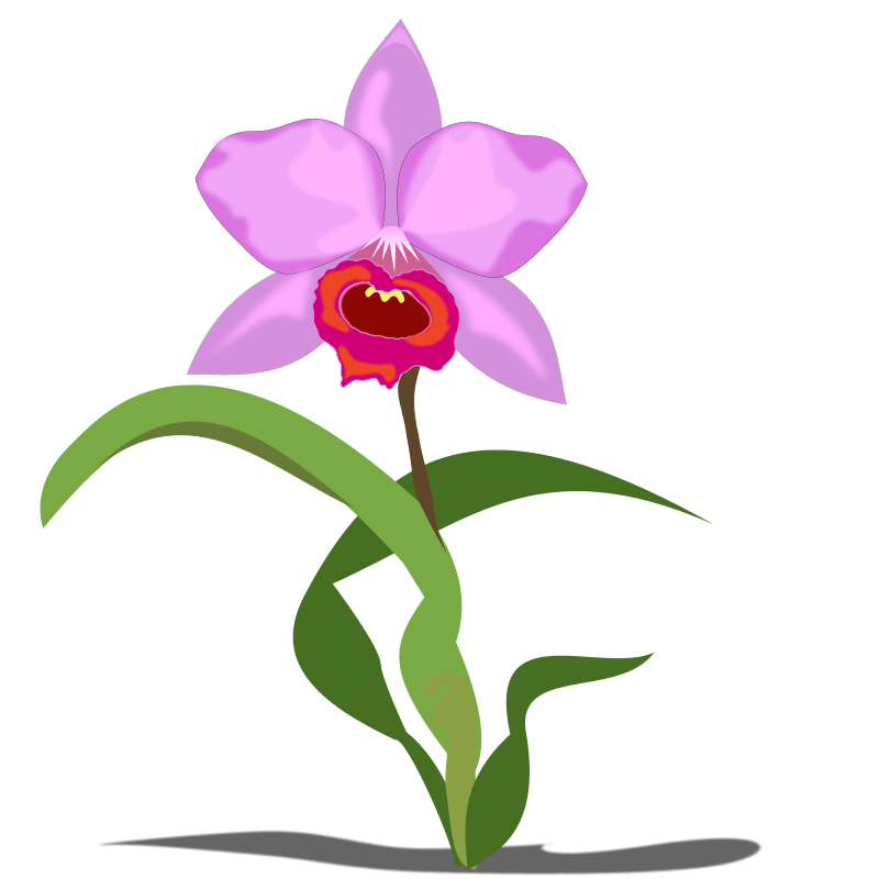 orchid clipart png Clip Art Library
