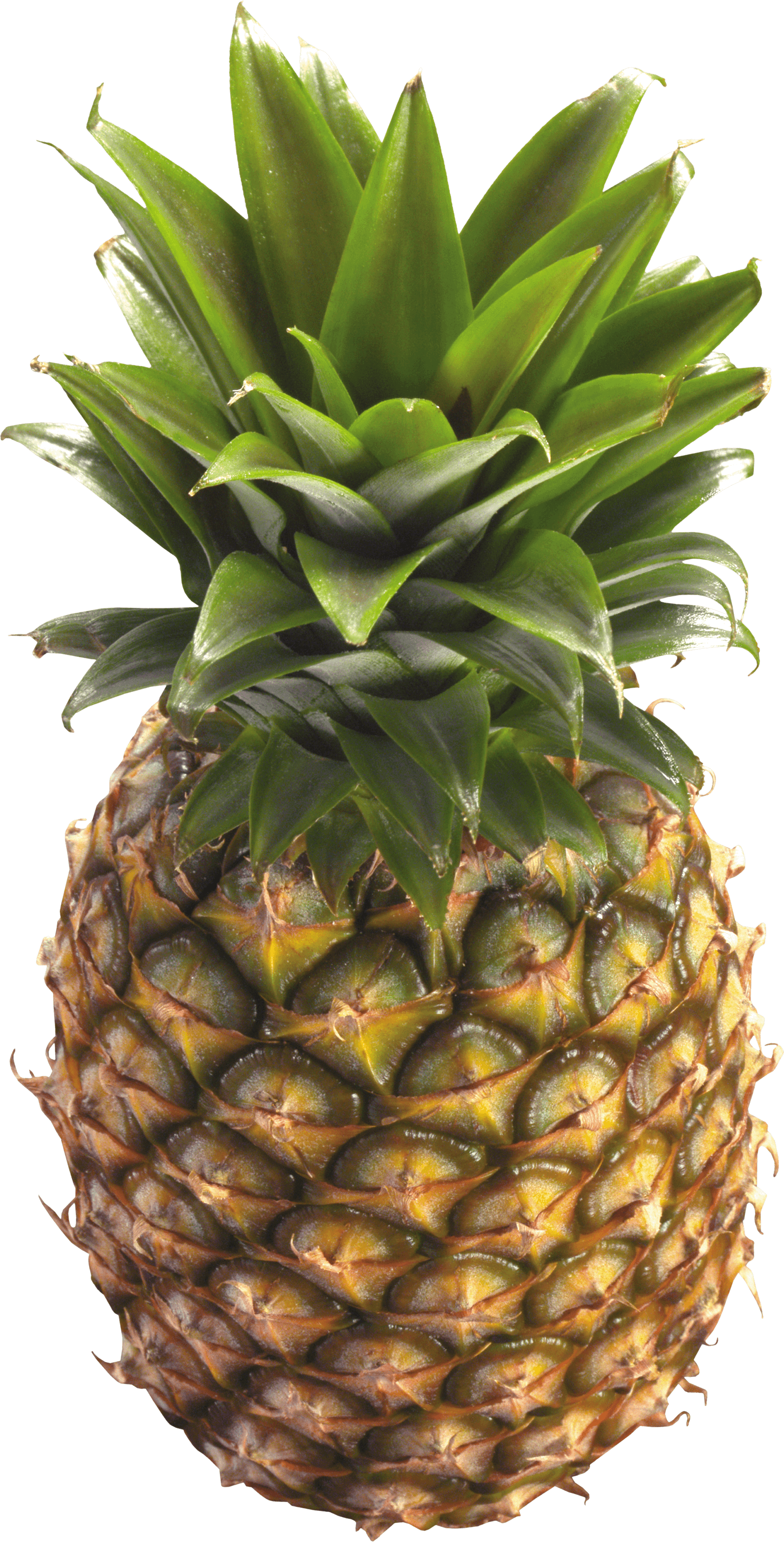 Free Green Pineapple Cliparts, Download Free Green Pineapple Cliparts