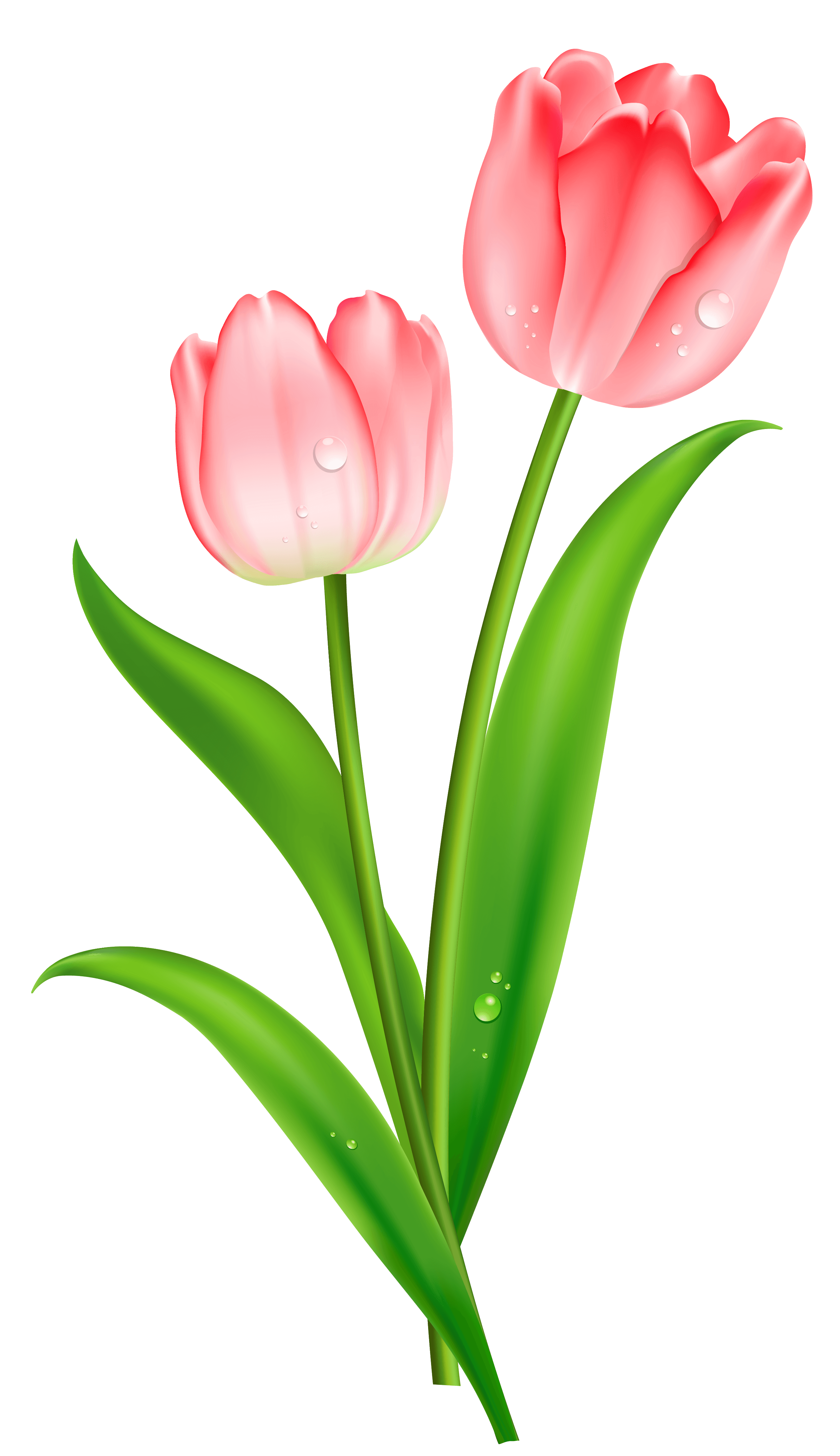 Free Cliparts Purple Tulips, Download Free Cliparts Purple Tulips png