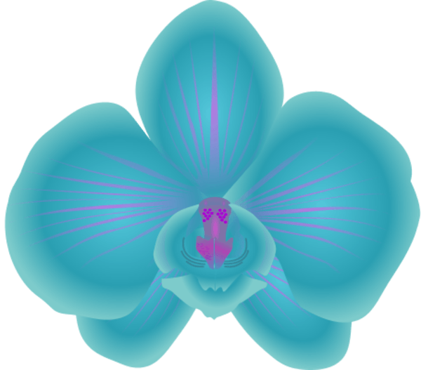 Free Orchid Flower Cliparts, Download Free Orchid Flower Cliparts png