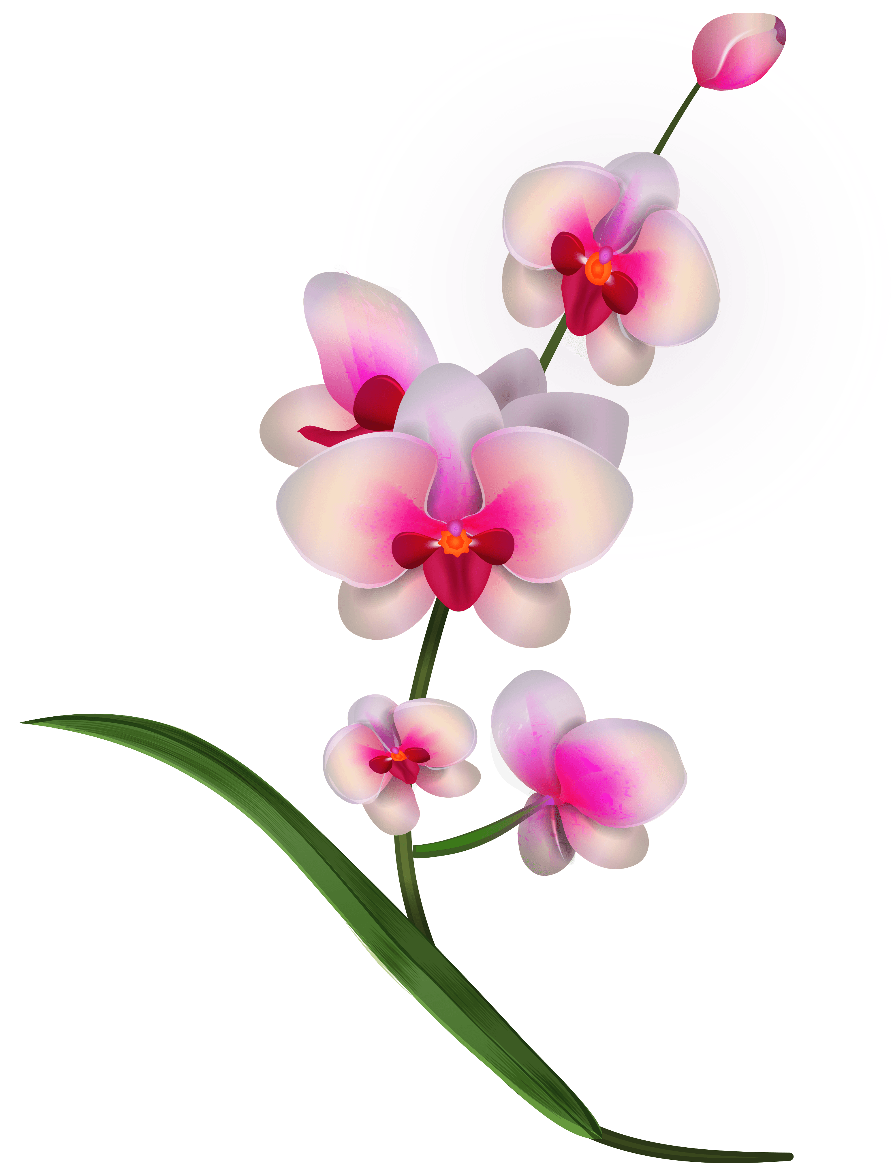 Free Orchid Flower Cliparts, Download Free Orchid Flower Cliparts png