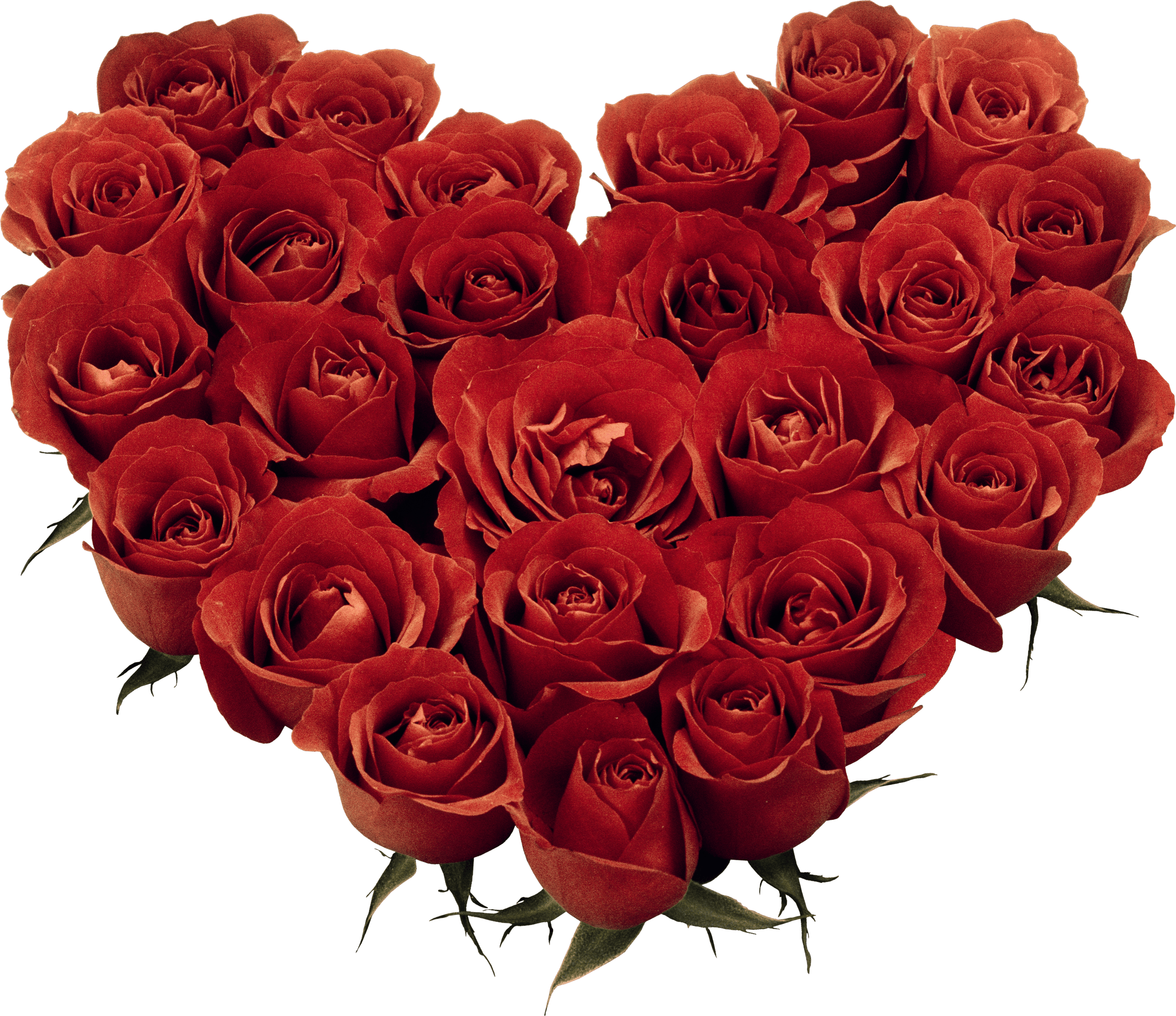 Free Heart Roses Cliparts, Download Free Heart Roses Cliparts png images, Free ClipArts on