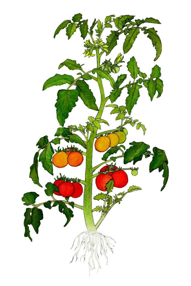 Free Tomato Vine Cliparts, Download Free Tomato Vine Cliparts png