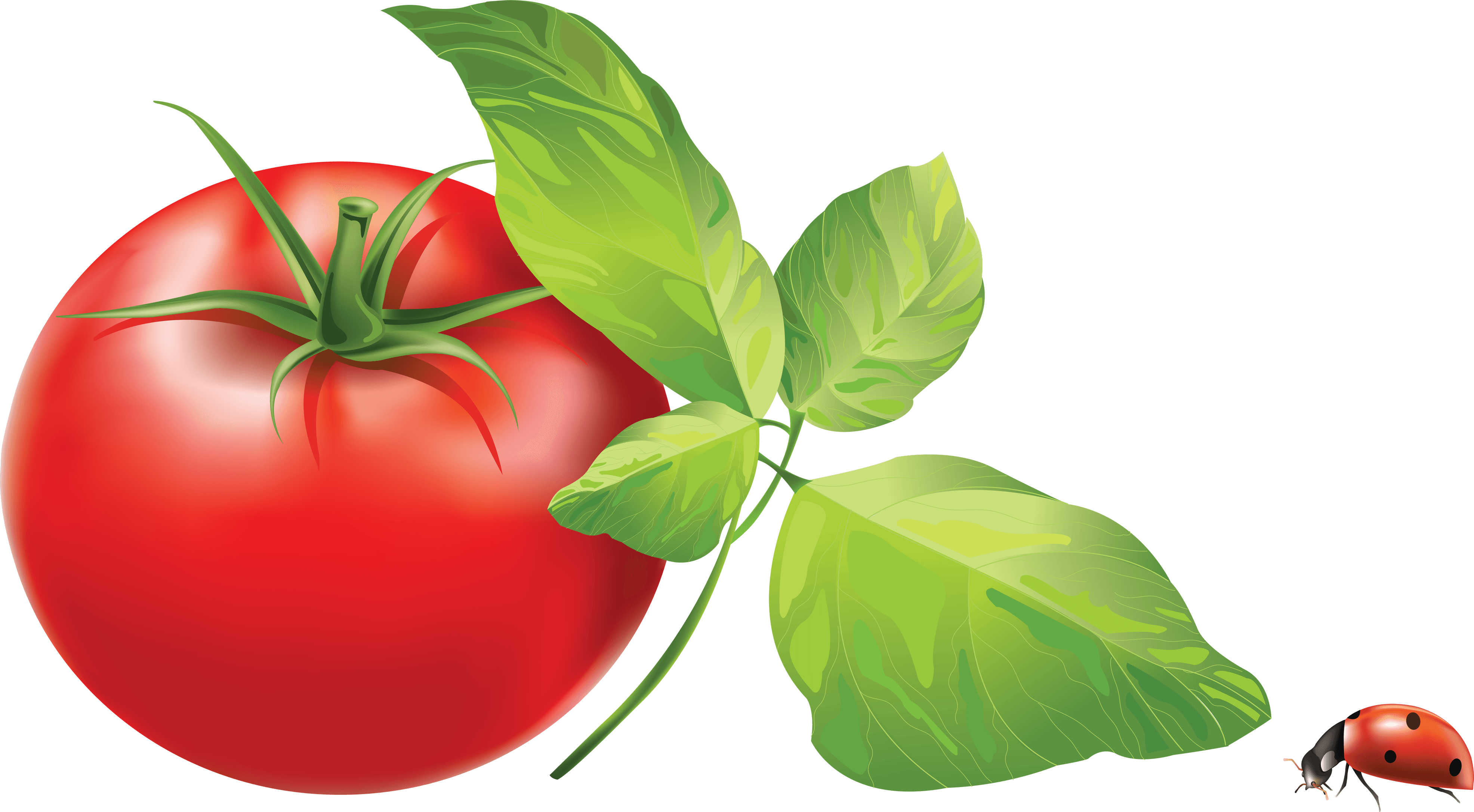 Free Tomato Vine Cliparts, Download Free Tomato Vine Cliparts png