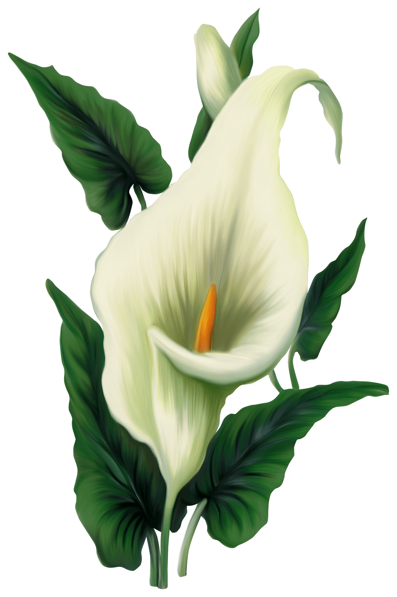 Free Lily Bouquet Cliparts, Download Free Lily Bouquet Cliparts png