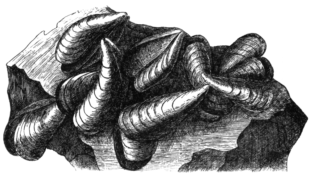 Free Mussel Cliparts, Download Free Mussel Cliparts png images, Free