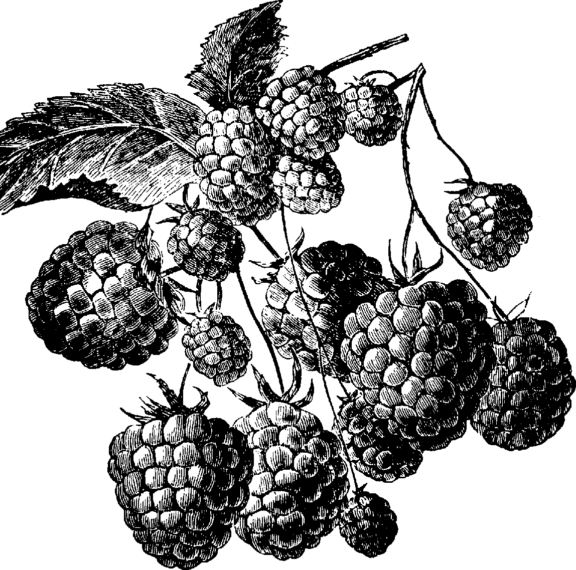Raspberry Clip Art Black And White