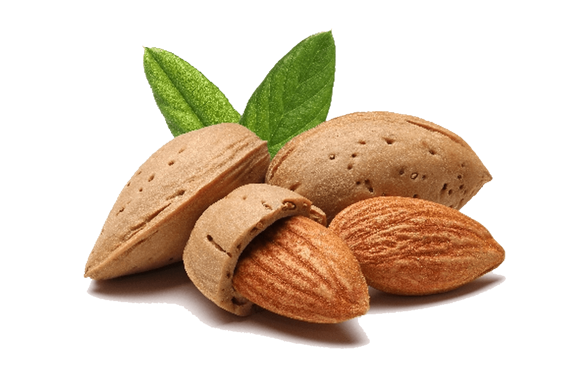 Free Almond PNG Transparent Images, Download Free Almond PNG