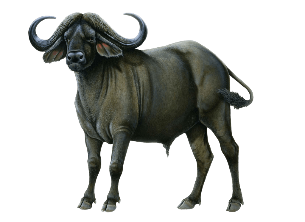 Free Buffalo Transparent, Download Free Buffalo Transparent png images