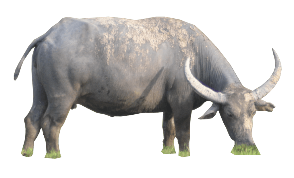 Cattle Water Buffalo Cow And Bafelo Png Clip Art Library