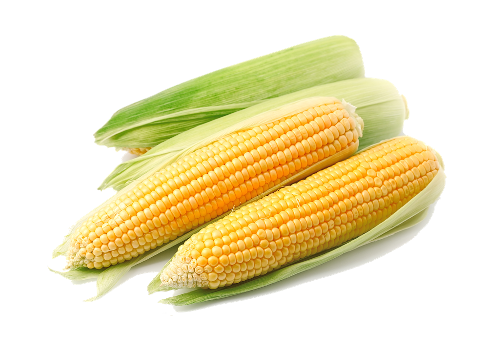 Free Corn Transparent, Download Free Corn Transparent png images, Free
