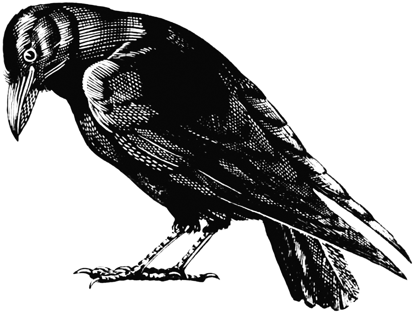 old crow drawing Clip Art Library