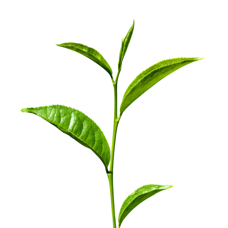 green tea leaf png Clip Art Library