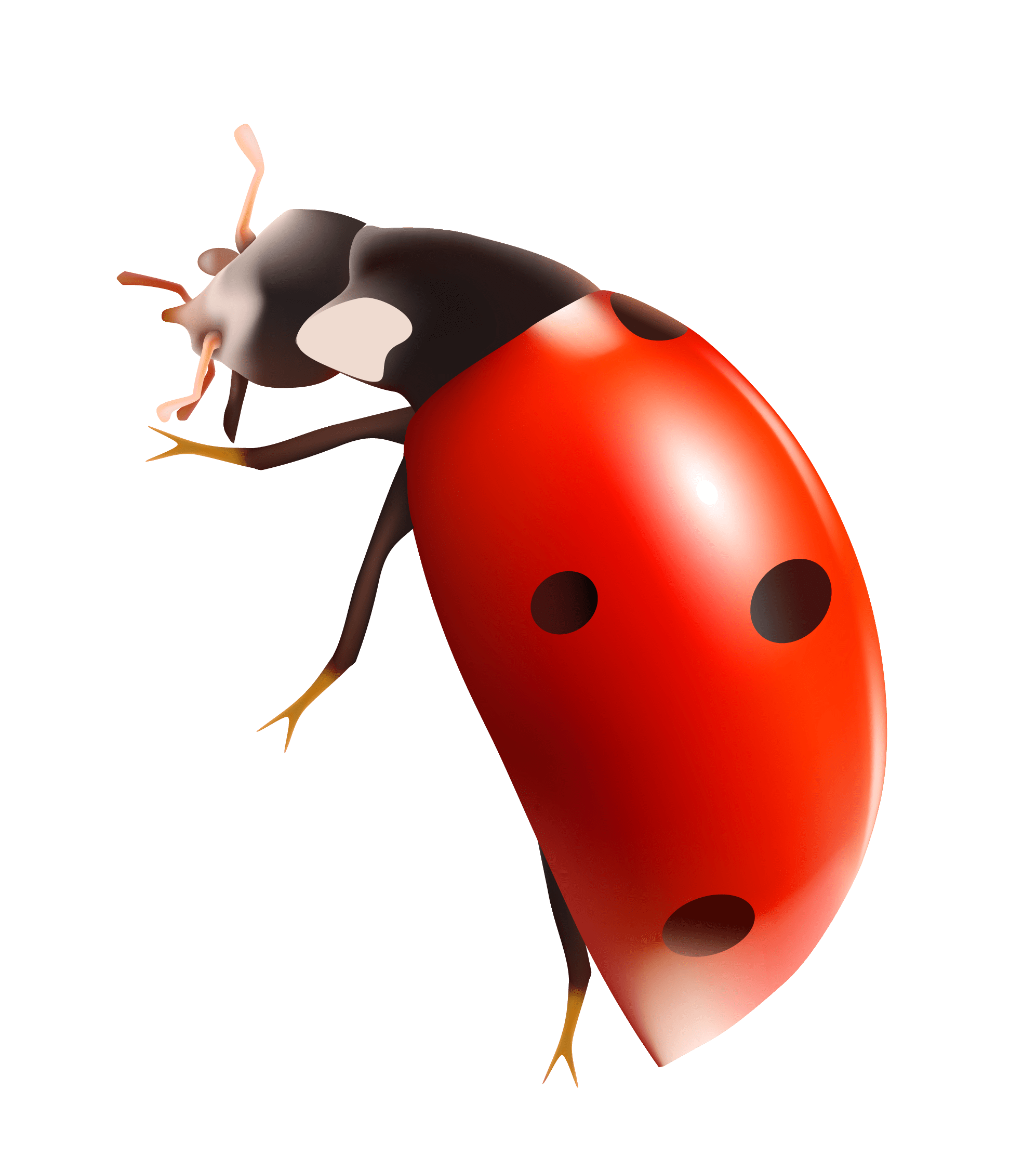 Free Are Ladybugs is a Good Luck or Bad Luck?, Download Free Are