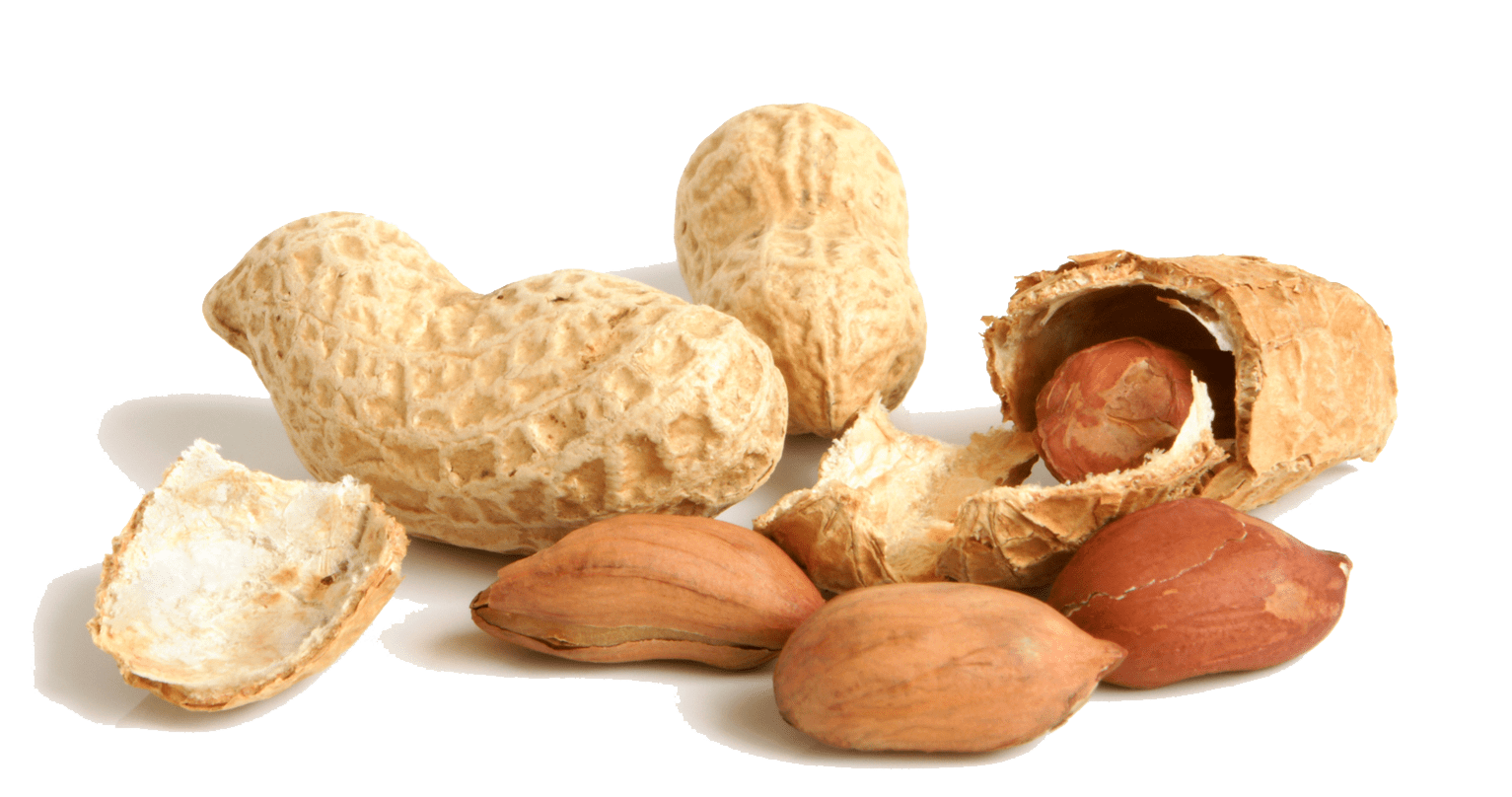 Free Peanut PNG Transparent Images, Download Free Peanut PNG