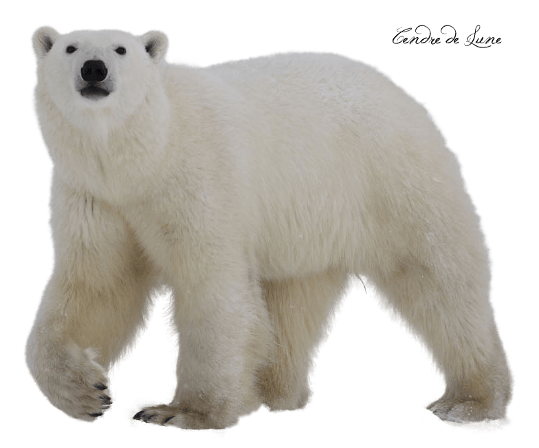 Free Polar Bear PNG Transparent Images, Download Free