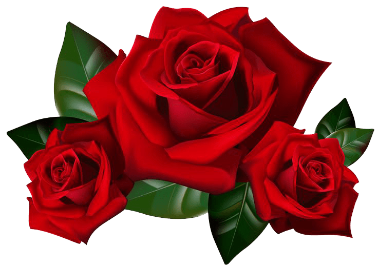Free Red Rose Transparent Background, Download Free Red Rose